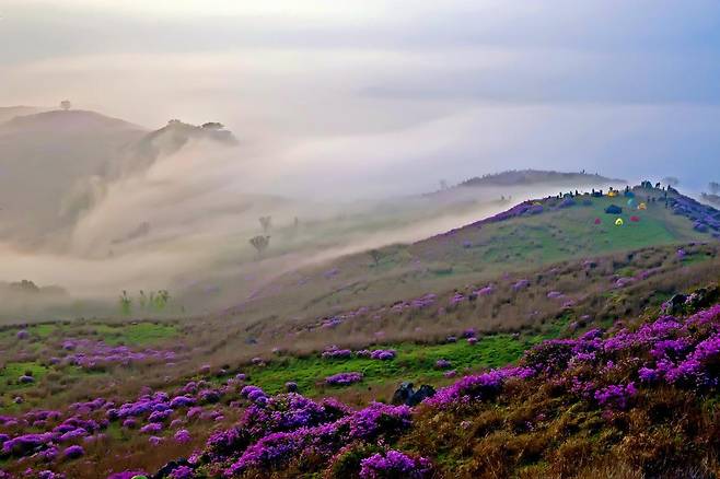경남 합천군 황매산의 초지 경관은 초현실적으로 느껴질 정도다. 봄에는 철쭉, 가을에는 억새가 장관을 이룬다. 올해로 29회를 맞는 황매산 철쭉제는 5월 1~11일 열린다. 합천군 제공