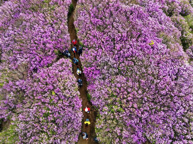 황매산 철쭉제 기간의 풍경. 합천군 제공
