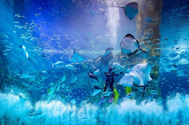 롯데월드 아쿠아리움 메인 수조. 롯데월드 제공
