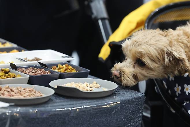 지난달 2일 서울 강서구 코엑스 마곡에서 열린 '2025 PET&MORE 서울 반려동물 박람회'를 찾은 한 참관객의 반려견이 간식을 쳐다보고 있다.(사진=저작권자(c) 연합뉴스, 무단 전재-재배포 금지)