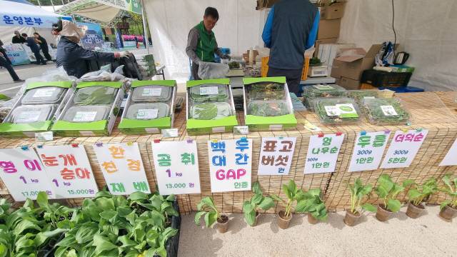 ▲강원n홍천 산나물 축제에서 판매되는 산나물들