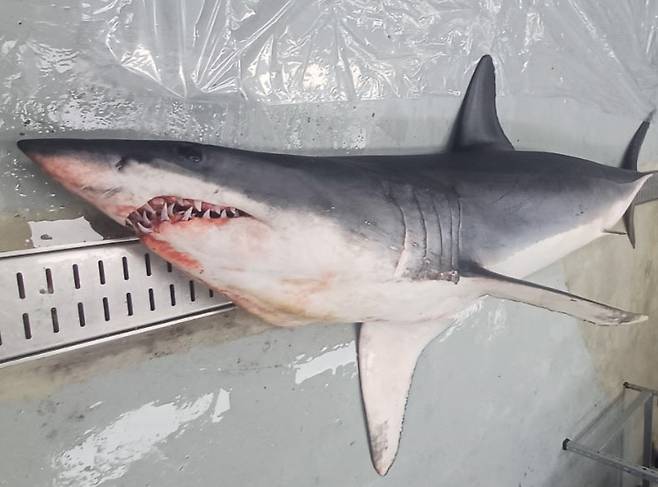 지난 8일 울진 백석항 인근에서 혼획된 청상아리. 국립수산과학원 제공