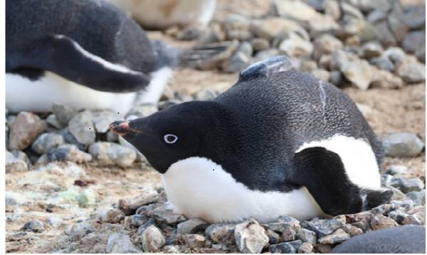 아델리펭귄. 극지연구소 제공
