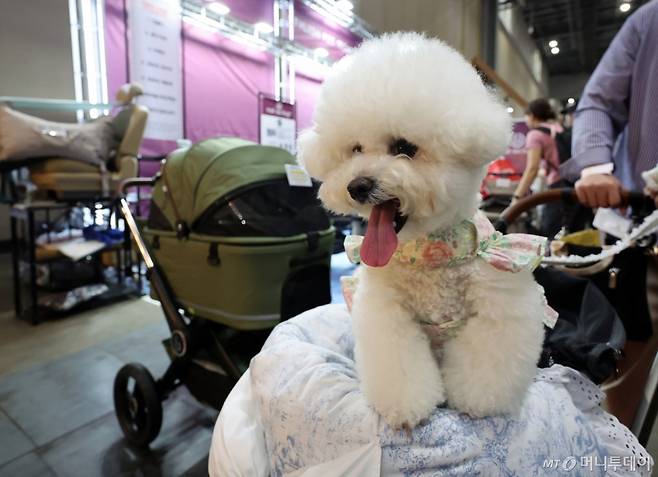 (고양=뉴스1) 김진환 기자 = 19일 오전 경기 일산 킨텍스 제1전시장에서 열린 2024 메가주 일산에서 관람객과 함께 온 반려견이 신상 유모차에 앉아 있다. 2024.5.19/뉴스1  Copyright (C) 뉴스1. All rights reserved. 무단 전재 및 재배포,  AI학습 이용 금지. /사진=(고양=뉴스1) 김진환 기자