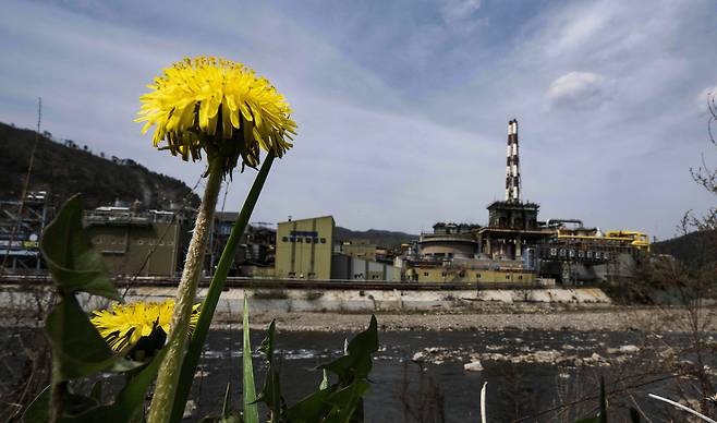 지난 24일 오전 경북 봉화군 석포면 영풍 석포제련소 1공장 앞 둑방에 꽃이 피어 있다. 석포제련소는 지난 2월 26일부터 4월 24일까지 조업중단 처분을 받았으나, 25일부터 다시 재가동 된다. 봉화=임세준 기자