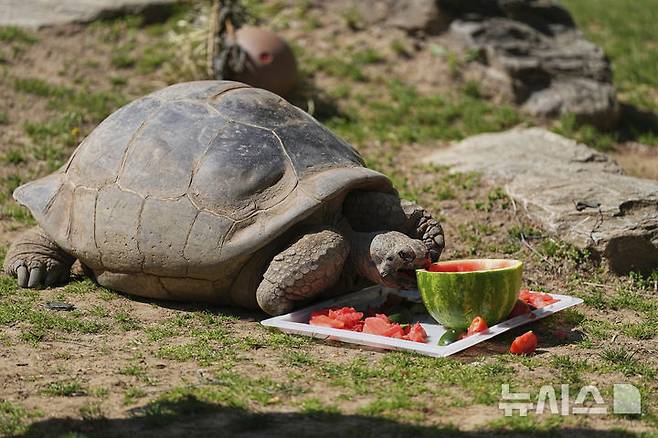 [필라델피아=AP/뉴시스] 23일(현지 시간) 미 펜실베이니아주 필라델피아 동물원에서 약 100살 된 갈라파고스 거북 ‘마미’가 수박을 먹고 있다. 마미는 지난 2월 처음으로 새끼 네 마리를 부화시켜 동물원 150년 역사상 최초의 갈라파고스 거북 부화 사례를 기록했으며, 최고령 초산으로도 이름을 올렸다. 2025.04.24.