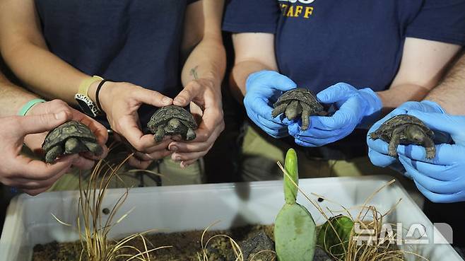 [필라델피아=AP/뉴시스] 23일(현지 시간) 미 펜실베이니아주 필라델피아 동물원에서 이곳 직원들이 약 100살 된 갈라파고스 거북 ‘마미’가 부화시킨 새끼 거북 네 마리를 공개하고 있다. 마미는 지난 2월 처음으로 새끼 네 마리를 부화시켜 동물원 150년 역사상 최초의 갈라파고스 거북 부화 사례를 기록했으며, 최고령 초산으로도 이름을 올렸다. 2025.04.24.