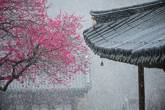 [서울=뉴시스] 대한불교조계종 19교구 지리산대화엄사 교구장 덕문스님은 25일 2025 제5회 화엄사 홍매화·들매화 사진 콘테스트의 응모작 심사 결과 수상작을 발표했다.이번 콘테스트는 '화엄! 홍매화의 향기를 머금고'라는 주제로 진행되었다. 사진 콘테스트 응모작은 총 1178점(전문작가 부문 493점, 휴대폰 카메라 부문 685점)이 접수되었다. 시상식은 오는 5월 5일 오전 10시다. 사진은 전문작가 사진부문 대상 수상작인 서재민 '홍백의 만남'. (사진=화엄사 제공) 2025.04.25. photo@newsis.com *재판매 및 DB 금지