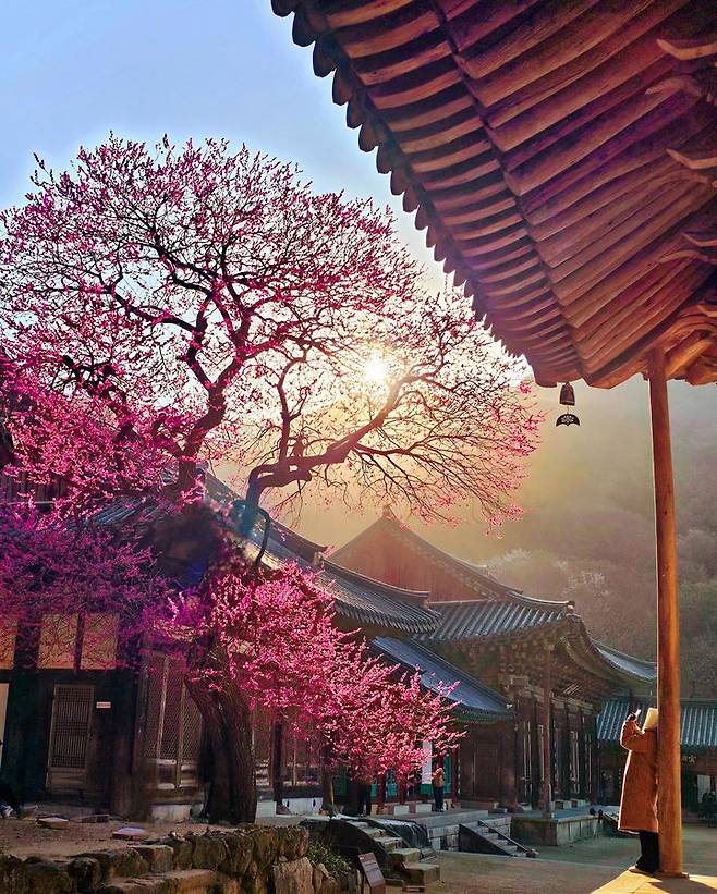 [서울=뉴시스] 대한불교조계종 19교구 지리산대화엄사 교구장 덕문스님은 25일 2025 제5회 화엄사 홍매화·들매화 사진 콘테스트의 응모작 심사 결과 수상작을 발표했다.이번 콘테스트는 '화엄! 홍매화의 향기를 머금고'라는 주제로 진행되었다. 사진 콘테스트 응모작은 총 1178점(전문작가 부문 493점, 휴대폰 카메라 부문 685점)이 접수되었다. 시상식은 오는 5월 5일 오전 10시다. 사진은 휴대폰카메라사진부문 총무국장스님상 수상작인 유진영 '홍매화의 아침, 그리고 나'. (사진=화엄사 제공) 2025.04.25. photo@newsis.com *재판매 및 DB 금지