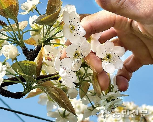 12~13일 내린 눈으로 충남 아산에 있는 한 농장의 배꽃 암술이 검게 변했다.