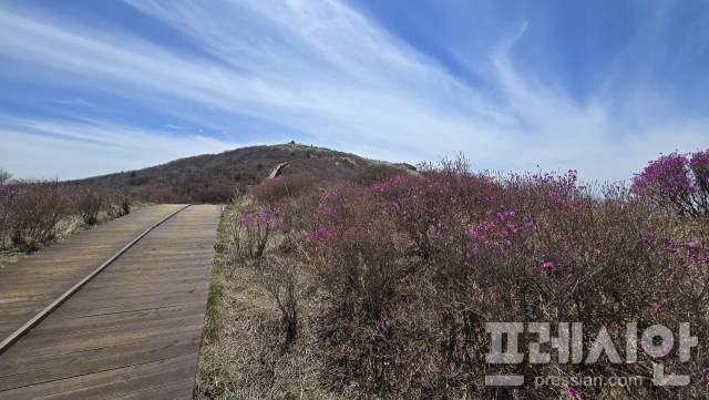 ▲25일 지리산 노고단 일원에서 진달래 개화가 시작돼 산중에 찾아온 봄의 시작을 알리고 있다.ⓒ지리산국립공원