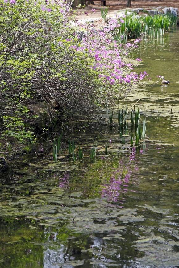낙강물길공원은 수변의 꽃과 식물 그리고 다리 등이 인상주의의 대표 화가 클로드 모네의 작품을 떠올리게 한다.