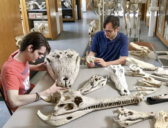 화석을 연구 중인 튀빙겐 대학 연구팀