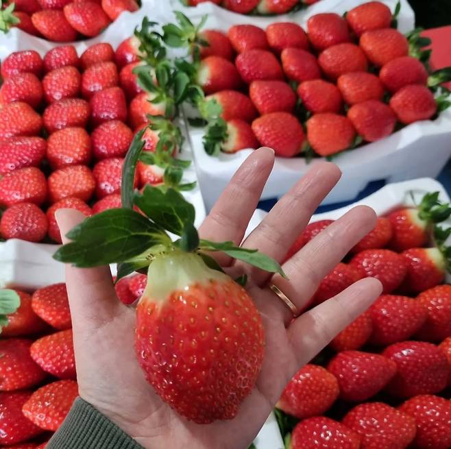 딸기공방 생산 딸기 출하 [오수빈 씨 제공. 재판매 및 DB 금지]