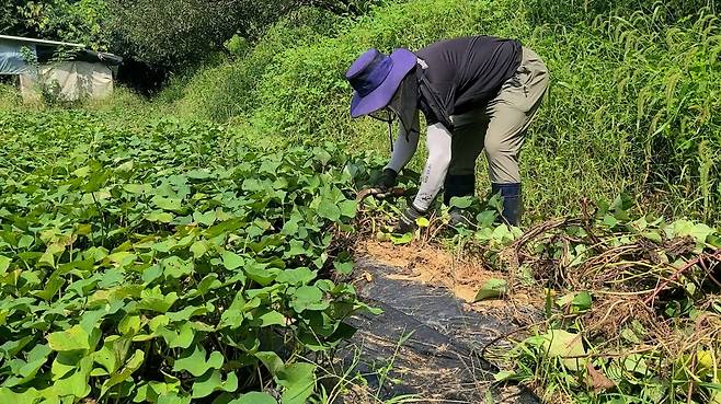 고구마 수확작업 [송계영씨 제공. 재판매 및 DB 금지]