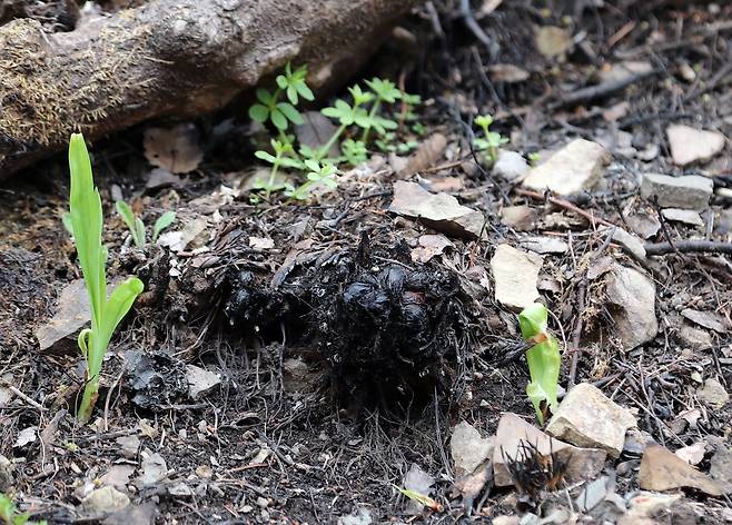 화마 휩쓴 자리에 올라오는 초록빛 희망 (의성=연합뉴스) 이세원 기자 = 20일 경북 의성군 단촌면 소재 대한불교조계종 제16교구 본사인 고운사 경내의 그을린 토양에서 초록색 싹이 올라오고 있다. 2025.4.25