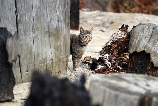 고양이도 '망연자실' (의성=연합뉴스) 이세원 기자 = 20일 경북 의성군 단촌면 소재 대한불교조계종 제16교구 본사인 고운사 경내에서 고양이가 불길이 지나간 나무 근처에 서 있다.