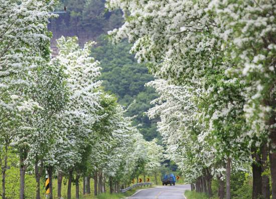 단장면 범도리에서 밀양댐 생태공원 간 4㎞에 이르는 이팝나무길도 밀양의 봄을 흠뻑 느낄 수 있는 드라이브 명소로 유명하다. 사진=밀양시