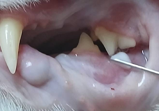 고양이 잇몸에 애니씰 덴탈 콜라겐을 도포하는 모습. 치주 조직 재생을 도와 회복이 빠르고 마취없이 시술이 간편해 고양이 구강 치료에 병행하는 추세다(세계로동물의료센터 제공). ⓒ 뉴스1