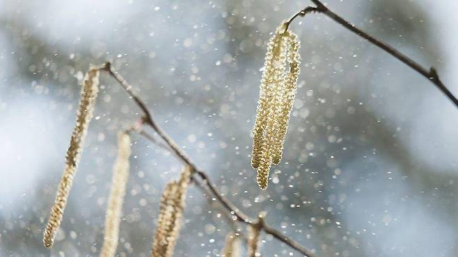 꽃가루가 떨어지는 모습