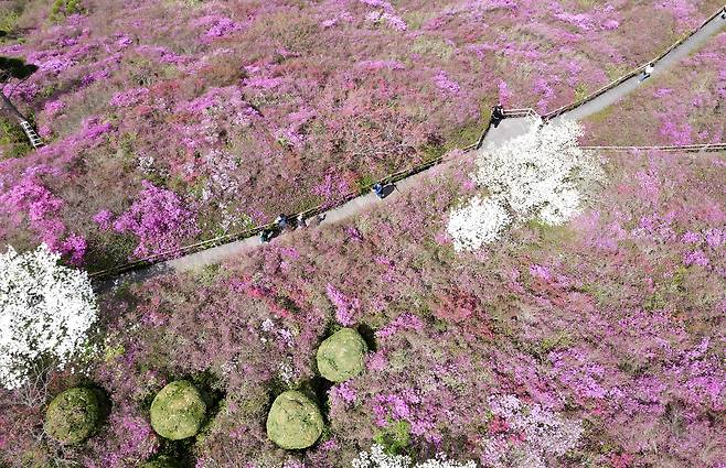 완연한 봄 날씨를 보인 지난 25일 전북 완주군 화산꽃동산에 봄꽃이 만발해 있다. /뉴스1