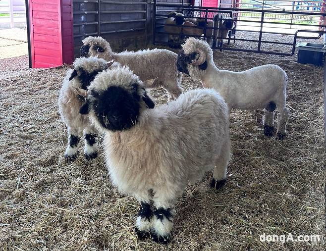 안성팜랜드 마스코트 검은코양. 황소영 기자 fangso@donga.com