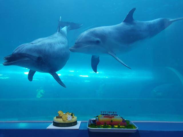 울산 장생포 고래생태체험관에 살고 있는 아기돌고래 고장수(오른쪽)의 다섯 번째 생일을 맞아 수족관 앞에 생일케이크가 놓여있다. 고생생태체험관 제공