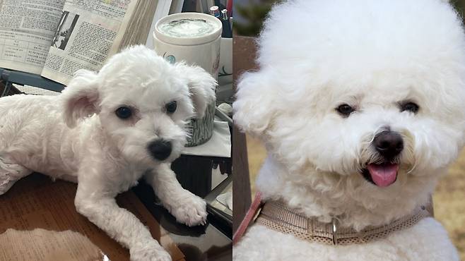 입양 당시 마리와 3년이 지난 뒤 마리의 모습 비교. 털이 풍성해지고 살도 올랐다. 최민석 기자