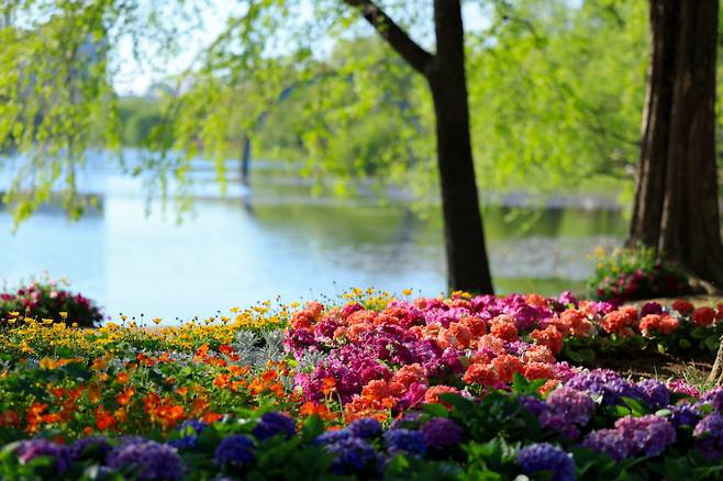 2025고양국제꽃박람회가 지난 25일 일산호수공원에서 화려하게 개막했다. / 사진제공=고양특례시