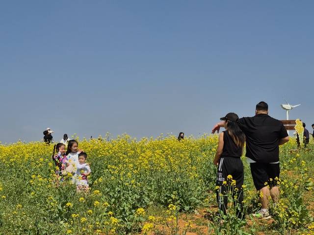 농협안성팜랜드에 있는 유채꽃밭에서 가족이 사진을 촬영하고 있다.