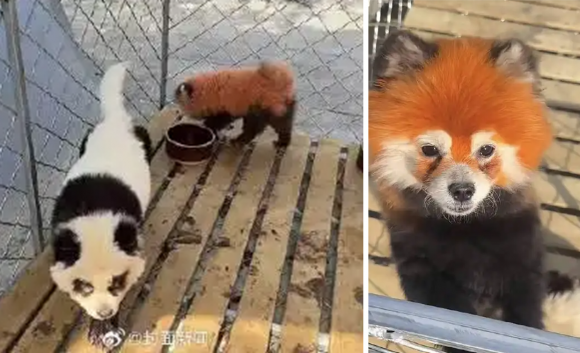 중국 안후이성에 있는 한 동물원이 강아지를 판다처럼 염색했다가 비난을 받고 있다. 오른쪽 사진은 레서판다처럼 염색한 강아지. 출처=광명망