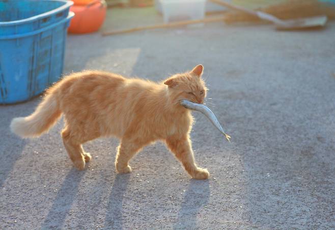 많은 고양이가 다툼 없이 물고기를 얻어먹는 모습은 다시로지마의 부둣가에서 매일 볼 수 있는 광경이다. ⓒ이용한 제공