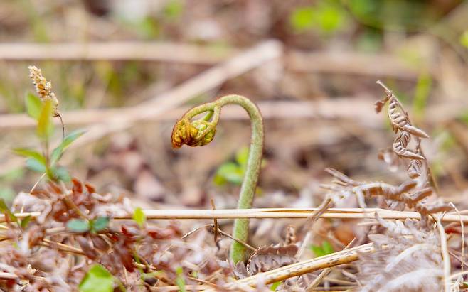 조그만 얼굴 들고 솟아 오르는 고사리 [제주관광공사 비짓제주 제공, 재판매 및 DB 금지]