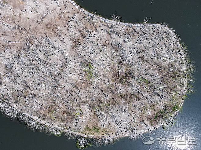 가마우지 떼가 점령해 백화현상이 발생한 수원 팔달구 서호공원 축만제 내 인공섬. 임채운기자