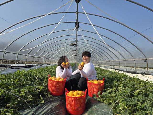 경북 성주군 김해란 농부가 재배하는 참외. 롯데백화점 제공