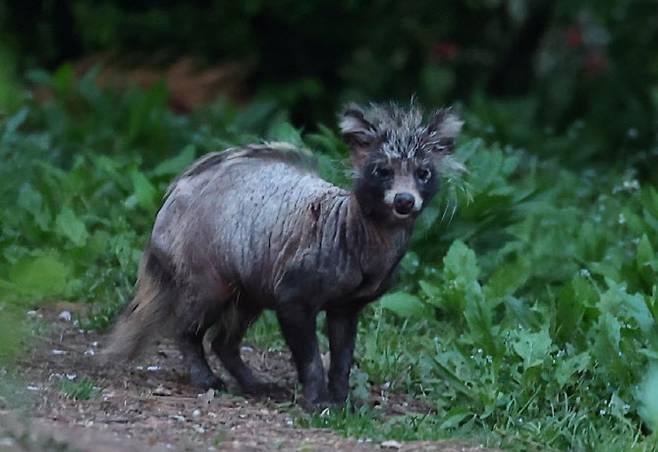 지난 24일 오후 인천시 연수구 송도동 수변 산책로에서 ‘개선충’에 감염된 것으로 보이는 너구리가 이동하고 있다 (사진=연합뉴스)