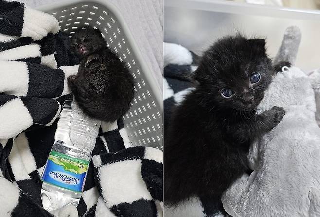 체중 200g이었던 에반(인스타그램 heeeee_kite 제공) ⓒ 뉴스1