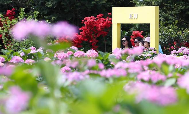 맑은 날씨를 보인 27일 오전 제주 서귀포시 남원읍 휴애리자연생활공연에 여름의 시작을 알리는 수국이 활짝 피어나 관람객들의 시선을 끌고 있다. 2025.04.27. 서귀포=뉴시스