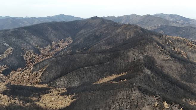 2025년 4월19일 경북 의성군 점곡면 점곡저수지 주변 산불 피해 현장. 지리산사람들 제공