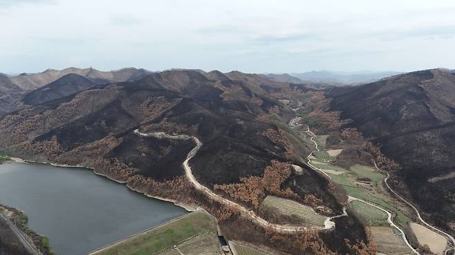 2025년 4월19일 경북 의성군 점곡면 점곡저수지 주변 산불 피해 현장. 소나무 단순림에서 일어난 비화(飛火)로 우듬지까지 까맣게 불탄 영역과 수간화(樹幹火·서 있는 나무의 줄기를 태우는 산불)에 그친 갈색 영역, 활엽수 중심의 파릇파릇한 영역이 뚜렷하게 구분된다. 지리산사람들 제공