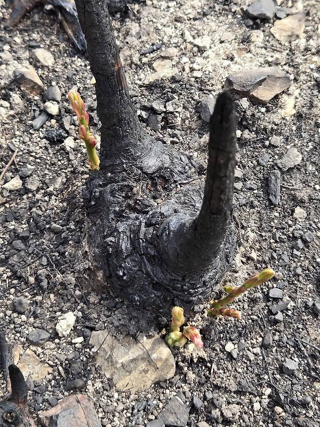 2025년 4월19일 경북 의성군 점곡면 산불 피해 현장. 오랫동안 숲 가꾸기(솎아베기) 사업으로 베어진 활엽수 밑동에서 새 가지들이 돋아나고 있다. 김양진 기자