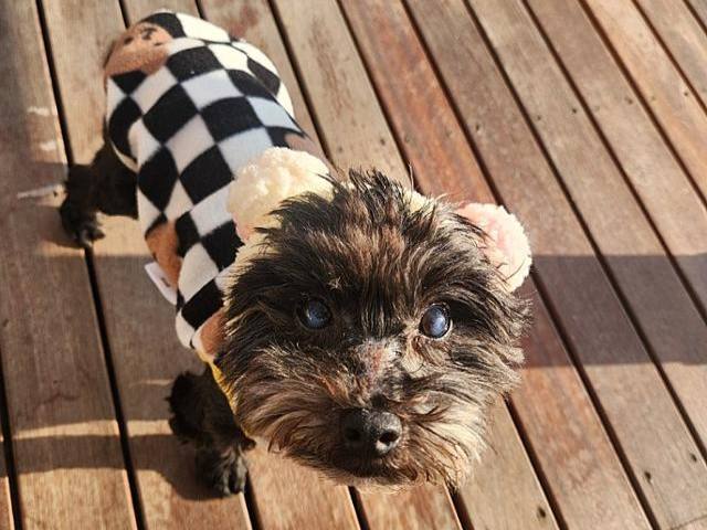 사람과 개 친구 모두 좋아하는 동산. 비글구조네트워크 제공