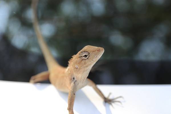 파충류의 반려동물로서의 존재감이 대중적으로 부족한 탓에 법적 보호망이 부족해 문제가 되고 있다. /사진=클립아트코리아