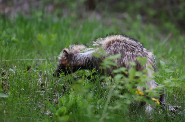 ▲ 지난 24일 오후 인천시 연수구 송도동 수변 산책로에서 ‘개선충’에 감염된 것으로 보이는 너구리가 이동하고 있다. 연합뉴스