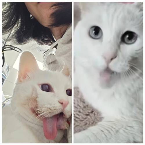 배우 김정난이 반려묘 루루의 감동적인 투병 소식을 전했다. 사진=김정난 SNS