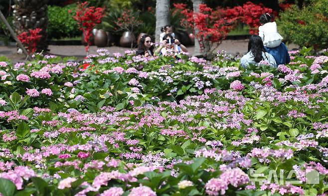 [서귀포=뉴시스] 우장호 기자 = 맑은 날씨를 보인 27일 오전 제주 서귀포시 남원읍 휴애리자연생활공연에 여름의 시작을 알리는 수국이 활짝 피어나 관람객들의 시선을 끌고 있다. 2025.04.27. woo1223@newsis.com