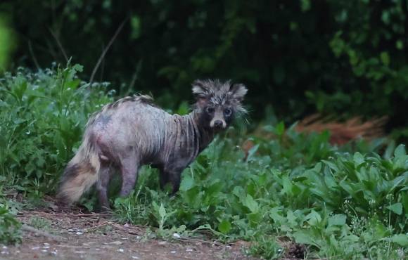 송도 도심 공원에서 발견된 온몸에 털 빠진 너구리 - 지난 24일 오후 인천시 연수구 송도동 수변 산책로에서 ‘개선충’에 감염된 것으로 보이는 너구리가 이동하고 있다. 2025.4.27 연합뉴스