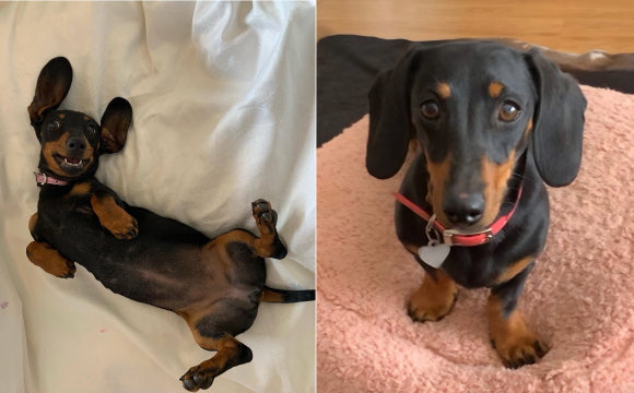 호주 남부 유명 관광지인 캥거루 섬에서 주인 커플과 떨어져 홀로 남겨졌던 반려견 발레리가 주인이 입었던 냄새 나는 티셔츠 덕분에 529일 만인 지난 26일(현지시간) 구조됐다. 호주 야생동물 구호단체 캉갈라 페이스북 캡처