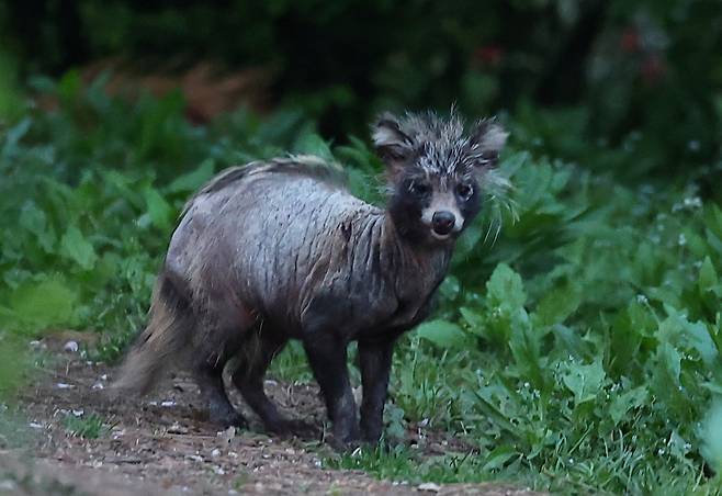 송도 도심 공원에서 발견된 온몸에 털 빠진 너구리    (인천=연합뉴스) 임순석 기자 = 지난 24일 오후 인천시 연수구 송도동 수변 산책로에서 '개선충'에 감염된 것으로 보이는 너구리가 이동하고 있다.2025.4.27