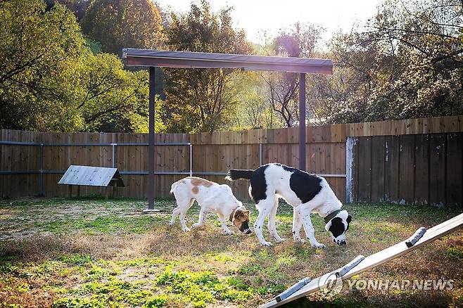 서울대공원 사육 공간에 생활하는 투르크 국견 해피와 조이 [연합뉴스 자료사진]
